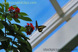 Butterfly Rests on Flower (Faux Oil Painting)