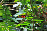 Butterfly Heliconius