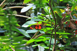 Butterfly Heliconius