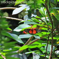 Butterfly Heliconius