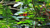 Butterfly Heliconius