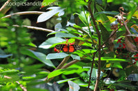 Butterfly Heliconius