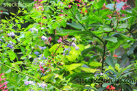 Butterfly Zebra Longwing