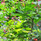 Butterfly Zebra Longwing