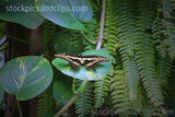 Butterfly Black and Yellow (Phainting)