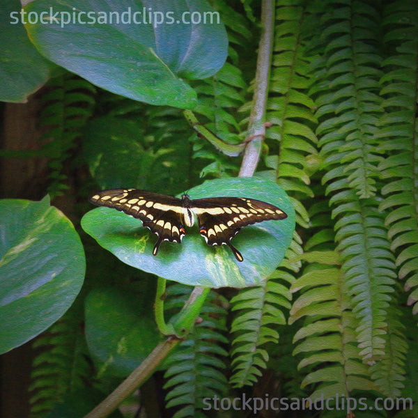 Butterfly Black and Yellow (Phainting)