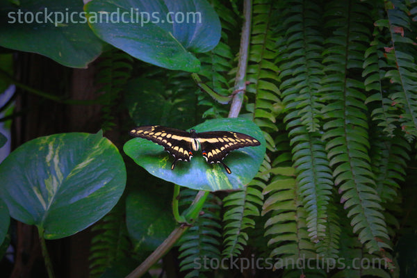 Butterfly Black and Yellow