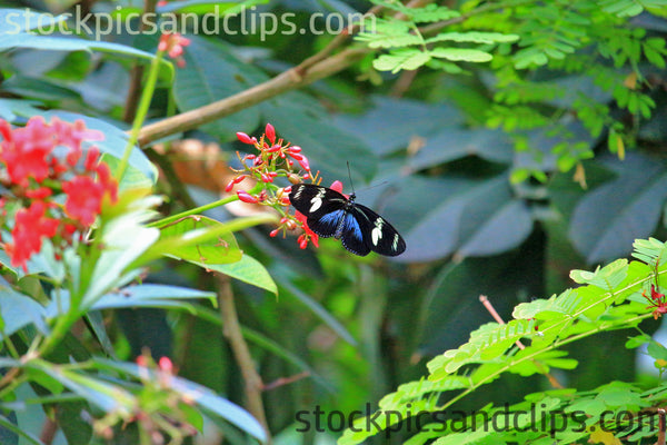 Butterfly Black & Blue