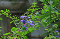 Butterfly Longwing (Faux Oil Painting)