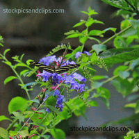 Butterfly Longwing (Faux Oil Painting)