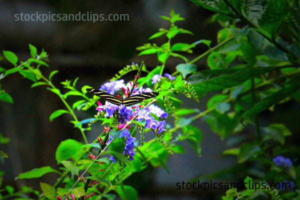 Butterfly Longwing