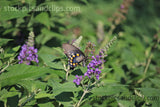 Butterfly Swallowtail