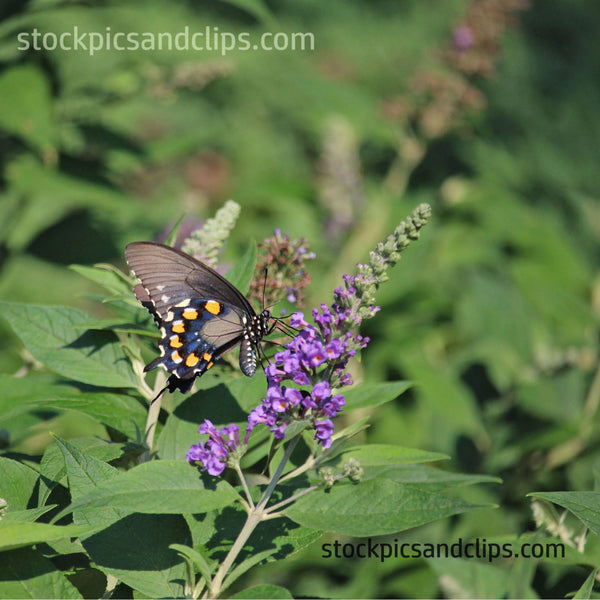 Butterfly Swallowtail