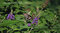 Butterfly Swallowtail