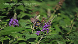 Butterfly Swallowtail