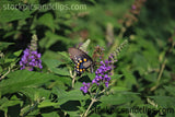 Butterfly Swallowtail