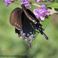 Butterfly Between the Wings