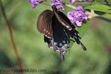 Butterfly Between the Wings