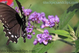 Butterfly Black and White