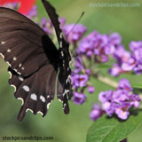 Butterfly Black and White