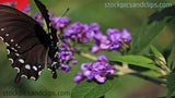 Butterfly Black and White