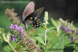 Butterfly Swallowtail Close-up