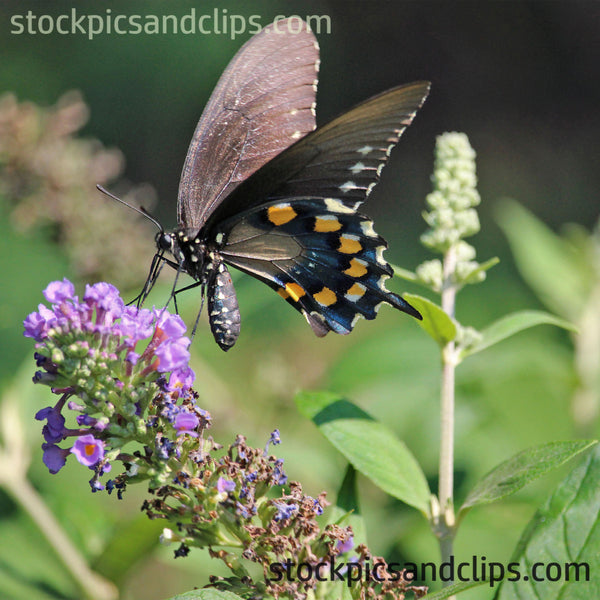 Butterfly Swallowtail Close-up