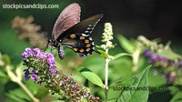 Butterfly Swallowtail Close-up