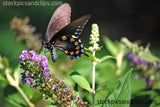 Butterfly Swallowtail Close-up