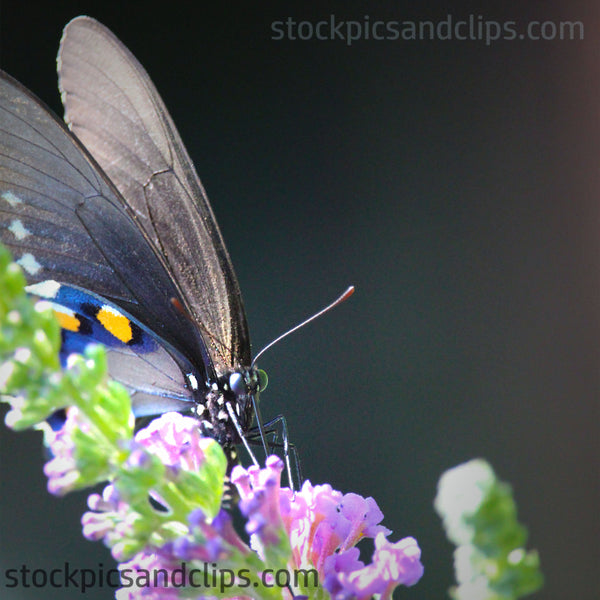 Butterfly Binging