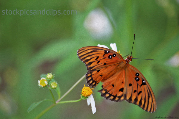 Warm Orange Butterfly