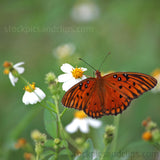 Butterfly Break-time