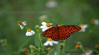 Butterfly Break-time