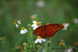 Butterfly Break-time