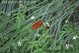 Butterfly Flying Solo