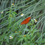 Butterfly Flying Solo