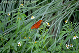 Butterfly Flying Solo