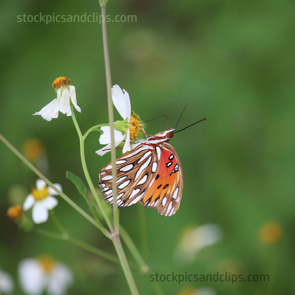 Butterfly Proboscis in Action