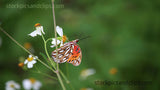 Butterfly Proboscis in Action