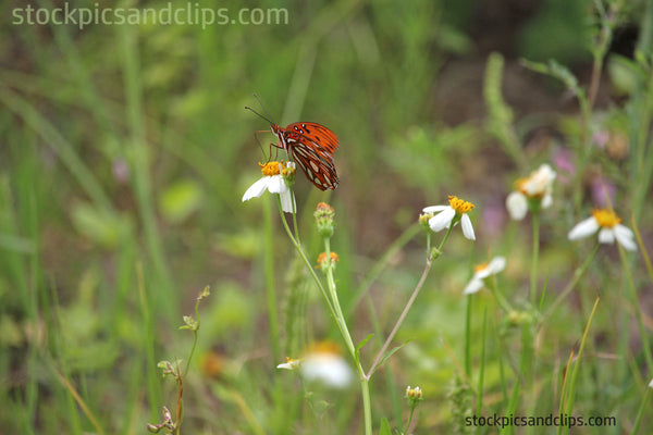 Butterfly Mmmm