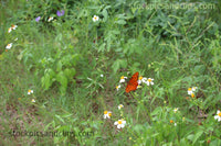 Butterfly Field