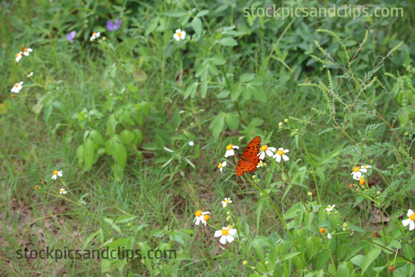 Butterfly Field