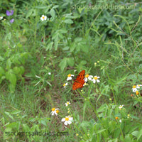 Butterfly Field