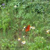 Butterfly Field