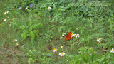 Butterfly Field