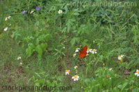 Butterfly Field