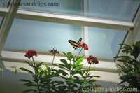 Butterfly House (Faux Oil Painting)