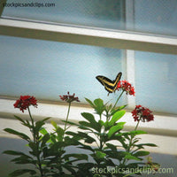 Butterfly House (Faux Oil Painting)