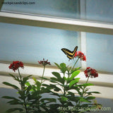 Butterfly House (Faux Oil Painting)