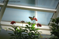 Butterfly House